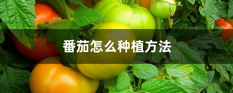 番茄怎么种植方法 番茄怎么种植方法