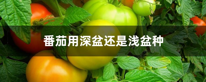 番茄用深盆还是浅盆种 番茄用深盆还是浅盆种