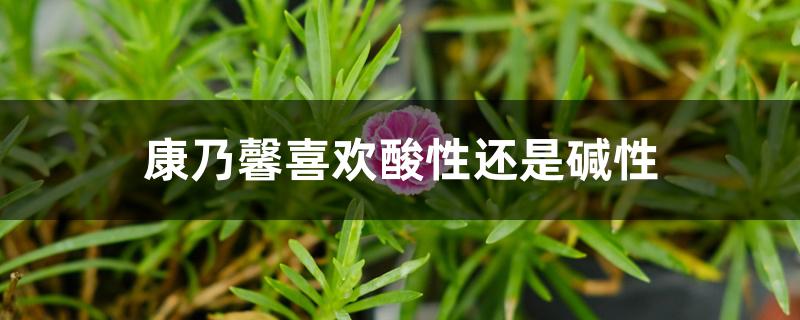 康乃馨喜欢酸性还是碱性