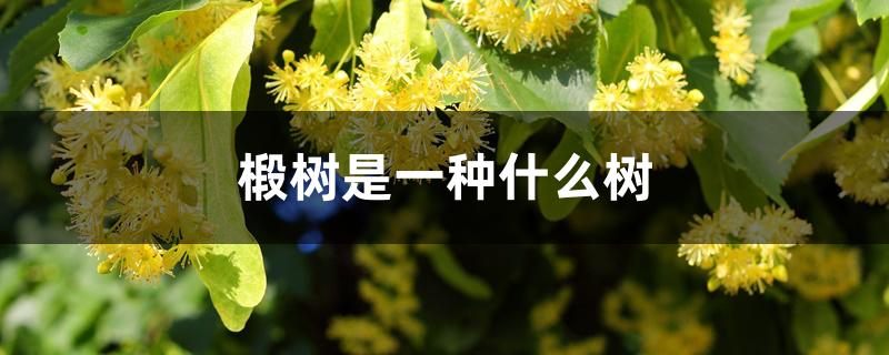 椴树是一种什么树 椴树是一种什么树