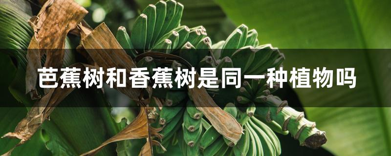 芭蕉树和香蕉树是同一种植物吗 芭蕉树和香蕉树是同一种植物吗