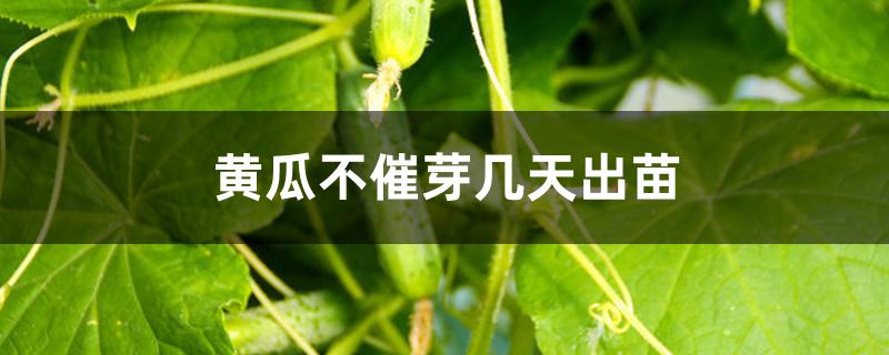 黄瓜不催芽几天出苗 黄瓜不催芽几天出苗