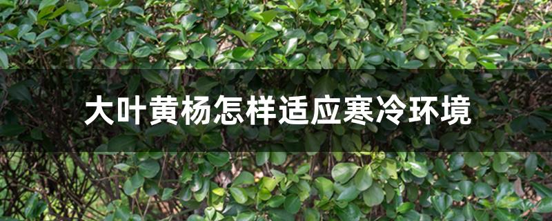 大叶黄杨怎样适应寒冷环境 大叶黄杨怎样适应寒冷环境