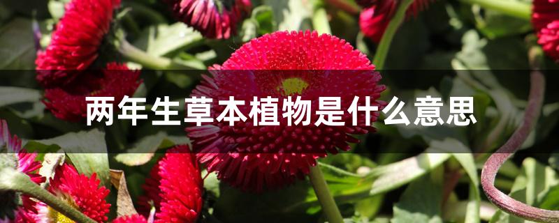 两年生草本植物是什么意思 两年生草本植物是什么意思