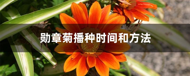 勋章菊播种时间和方法 勋章菊播种时间和方法