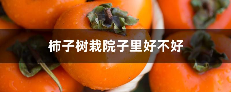 柿子树栽院子里好不好 柿子树栽院子里好不好