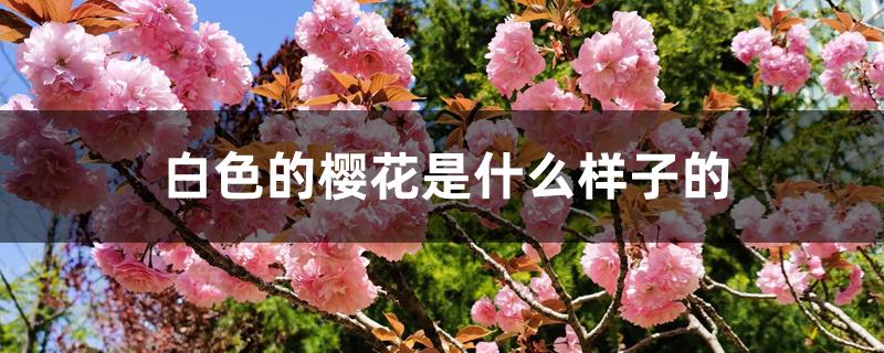 白色的樱花是什么样子的 白色的樱花是什么样子的