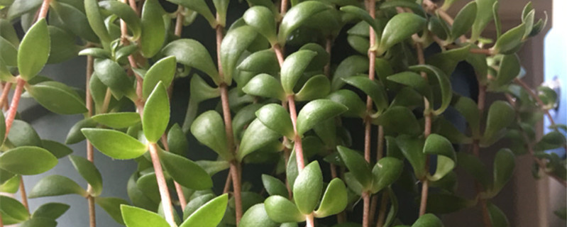 垂盆草有几种