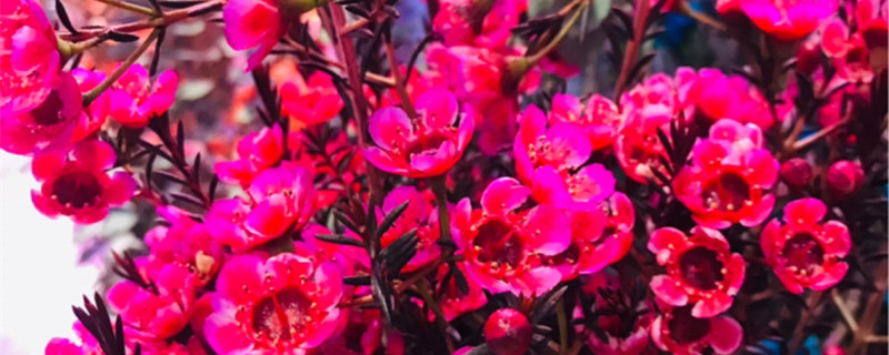 澳洲腊梅的养殖方法和注意事项 澳洲腊梅的养殖方法和注意事项