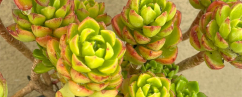 蜡牡丹怎么形成老桩,怎么养出状态 蜡牡丹怎么形成老桩,怎么养出状态