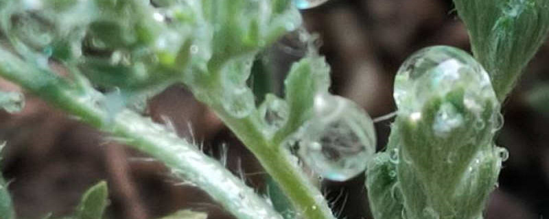 白蒿和臭蒿的区别,是什么植物 白蒿和臭蒿的区别,是什么植物