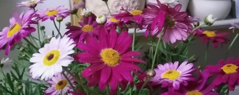 紫色雏菊怎么养,插在水里怎么养 紫色雏菊怎么养,插在水里怎么养