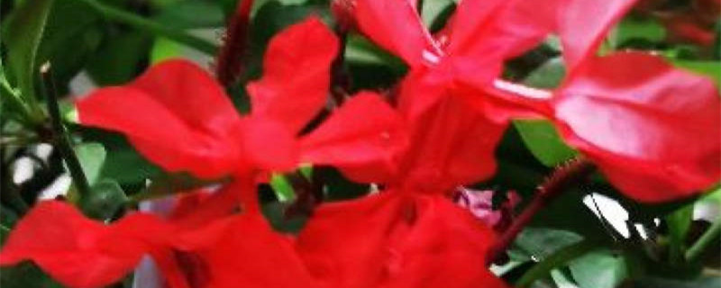 红雪花冬天怎么养,叶子发黄怎么办 红雪花冬天怎么养,叶子发黄怎么办