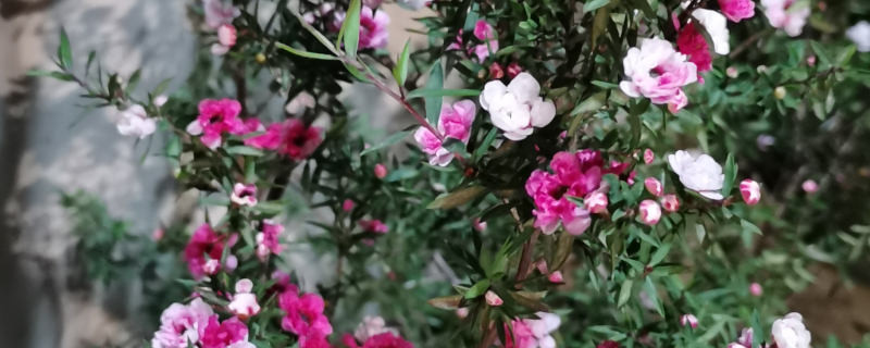 松红梅的花语和寓意,平时如何养护 松红梅的花语和寓意,平时如何养护