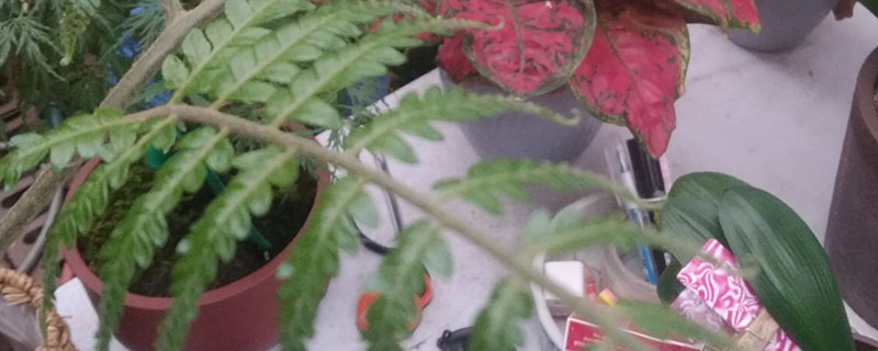 金丝猴蕨类植物不能在家养,为什么 金丝猴蕨类植物不能在家养,为什么