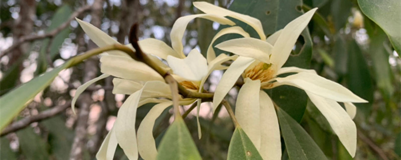 缅桂花的寓意和象征