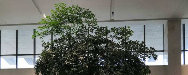 富贵树浇水的正确方法 富贵树浇水的正确方法