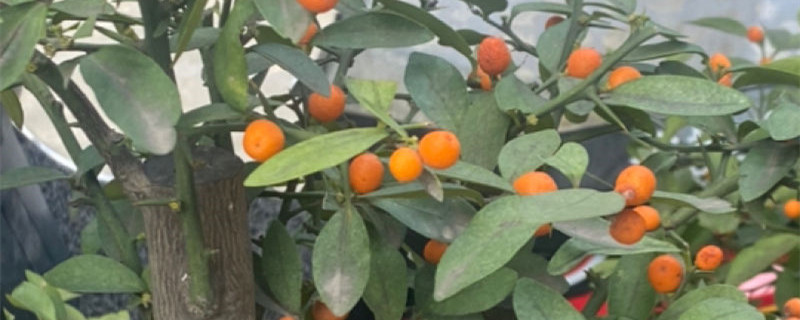 金豆盆景是什么植物 金豆盆景是什么植物