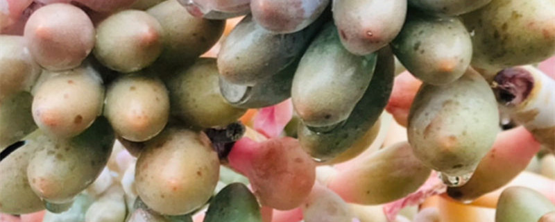 绿龟卵多肉植物怎么养，应该注意些什么