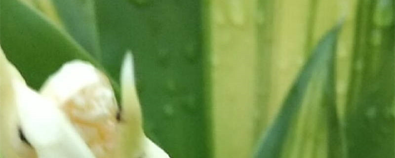 也门铁冬天怎么过冬 也门铁冬天怎么过冬