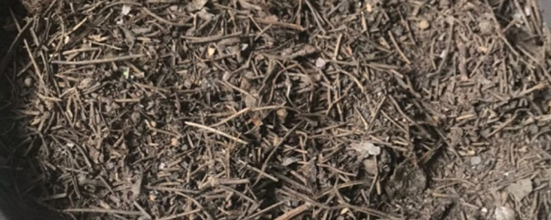 怎样腐熟松针最简单的方法 怎样腐熟松针最简单的方法