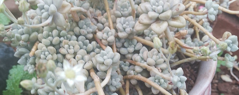 丸叶姬秋丽的养殖方法和注意事项 丸叶姬秋丽的养殖方法和注意事项