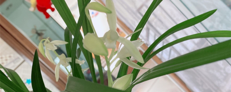 建兰五个必养品种