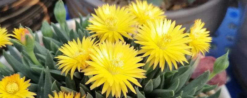 照波一年开几次开花 照波一年开几次开花