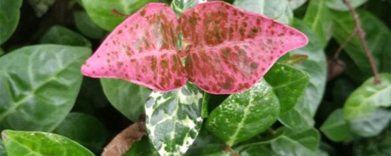 彩叶络石花的养护 彩叶络石花的养护