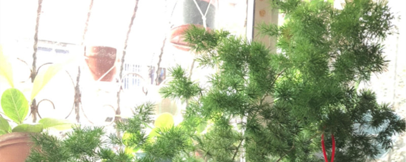 蓬莱松叶子发黄怎么回事 蓬莱松叶子发黄怎么回事
