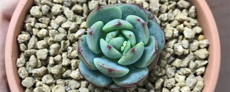香草多肉为什么难养
