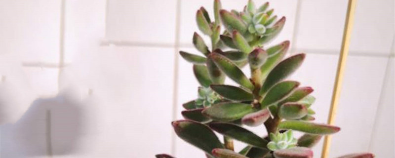 红兔耳多肉植物怎么养 红兔耳多肉植物怎么养