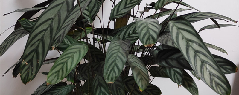 飞羽绿植怎么养 飞羽绿植怎么养