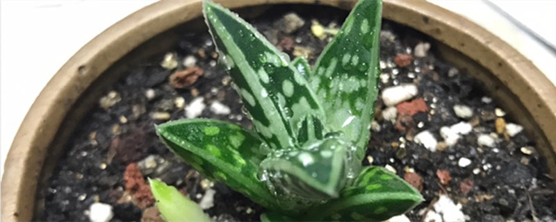 翠花掌的养殖方法和注意事项 翠花掌的养殖方法和注意事项