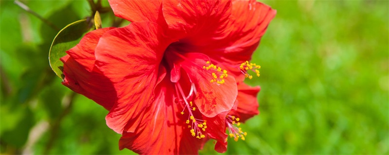 朱槿和扶桑花是一种花吗 朱槿和扶桑花是一种花吗