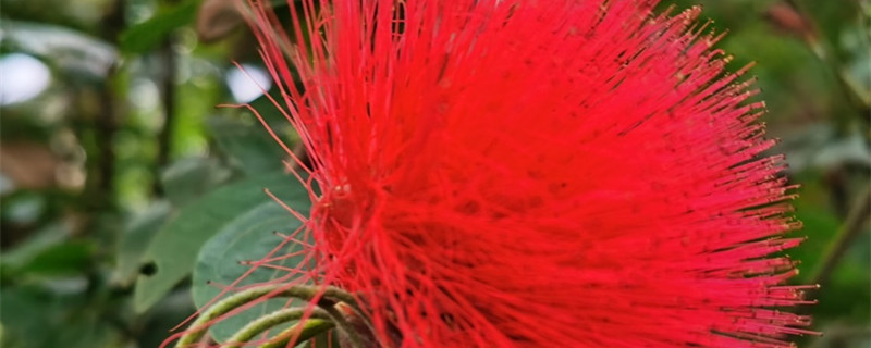 朱缨花和合欢花一样吗 朱缨花和合欢花一样吗
