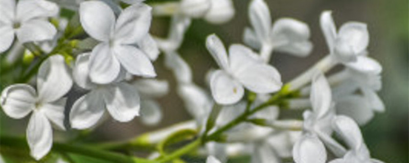 狗牙花和丁香花是一种花卉吗 狗牙花和丁香花是一种花卉吗