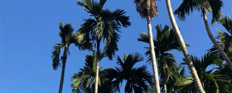 槟榔和橄榄的区别 槟榔和橄榄的区别