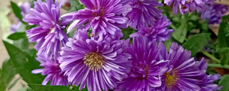 紫苑花与紫菀花区别 紫苑花与紫菀花区别