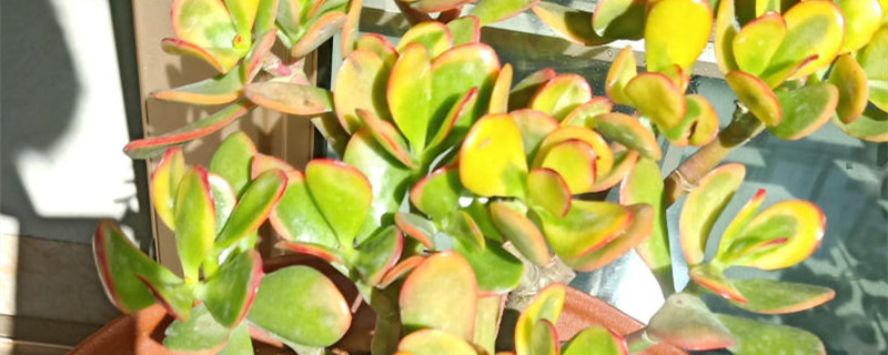 落日之雁和新花月锦的区别 落日之雁和新花月锦的区别