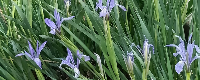 马莲花和马兰花的区别 马莲花和马兰花的区别