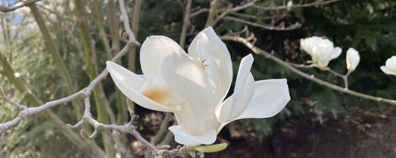 木兰花和白玉兰的区别