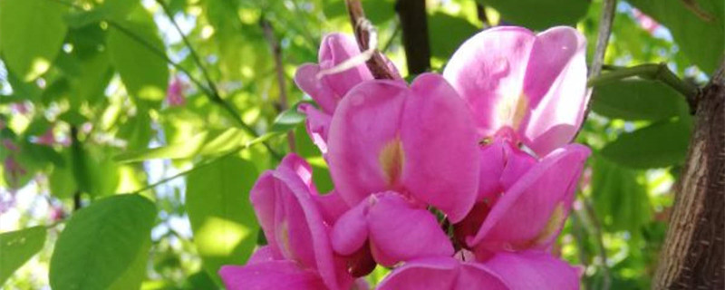 红花槐和香花槐区别 红花槐和香花槐区别