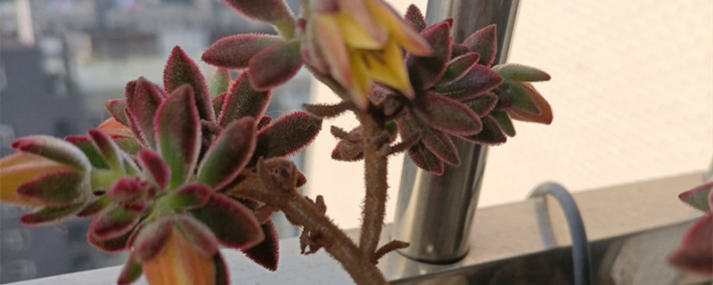 红兔耳和锦晃星的区别 红兔耳和锦晃星的区别