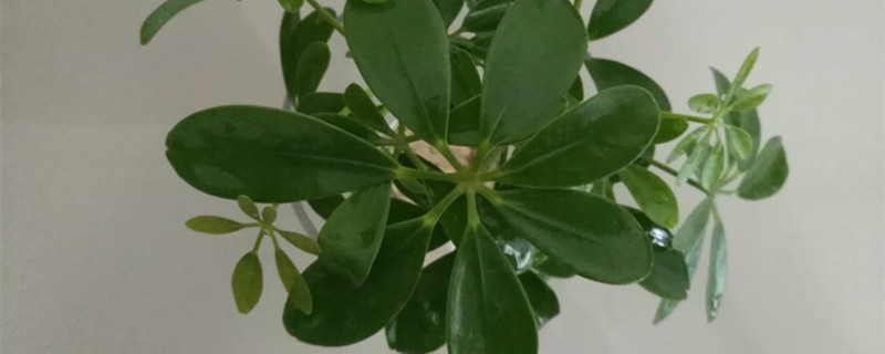 真正的七叶莲长什么样