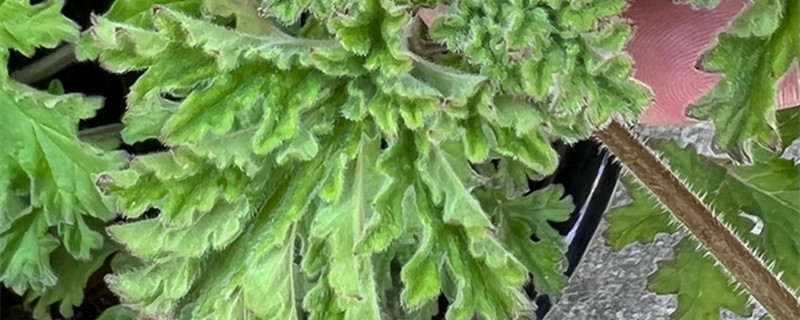 驱蚊草长什么样 驱蚊草长什么样