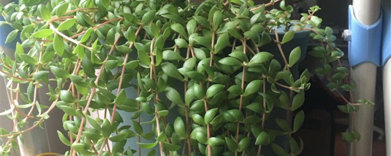 垂盆草是什么样子的