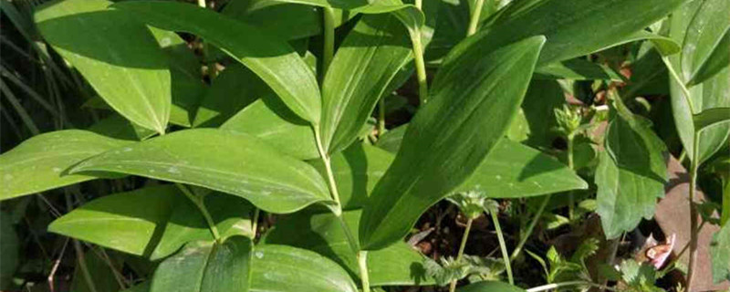 黄精植物长什么样子 黄精植物长什么样子