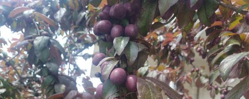 紫叶李的果子成熟样子 紫叶李的果子成熟样子