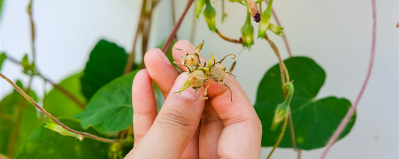 牵牛花的种子长什么样子 牵牛花的种子长什么样子